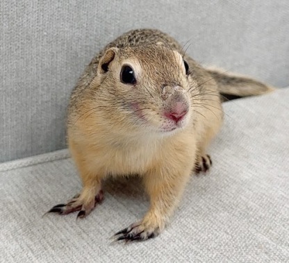 リチャードソンジリス S-M624