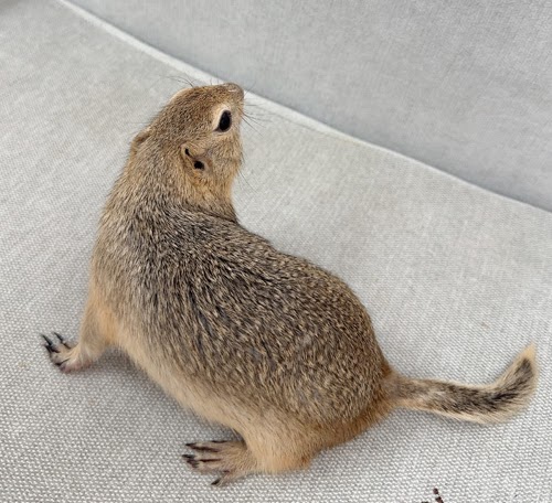 リチャードソンジリス S-M624