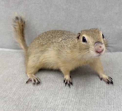 リチャードソンジリス S-M629