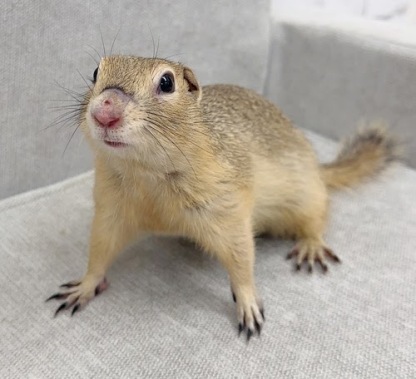 リチャードソンジリス S-M629