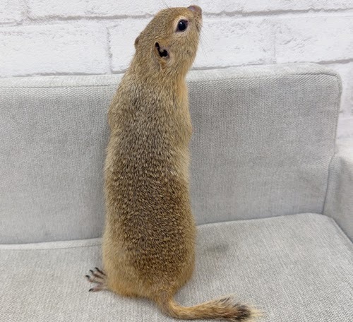 リチャードソンジリス S-M629