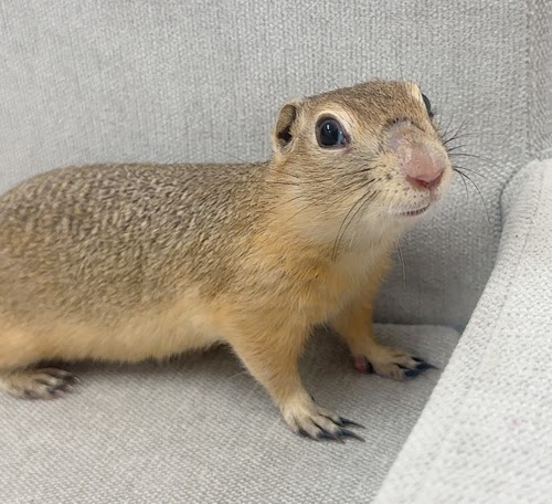 リチャードソンジリス S-M632