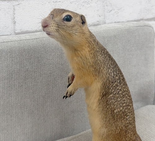 リチャードソンジリス S-M632