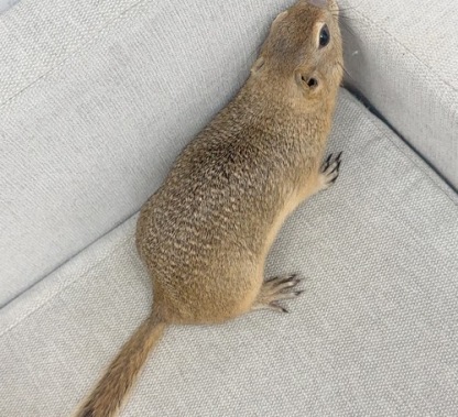 リチャードソンジリス S-M632