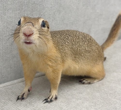 リチャードソンジリス S-M632