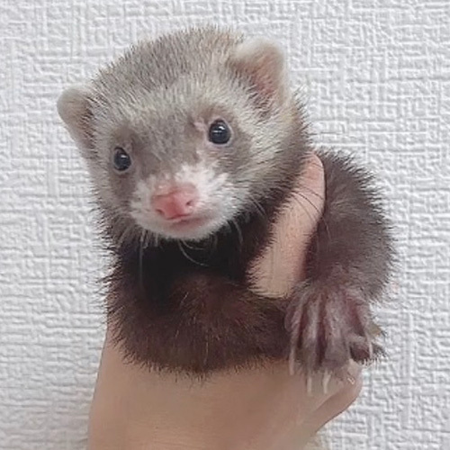 フェレット生体
