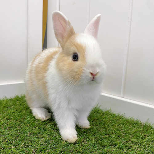 ウサギ生体