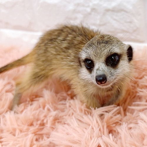 ミーアキャット生体