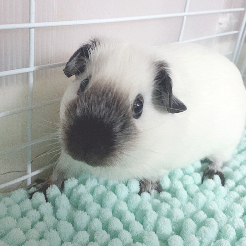 モルモット生体