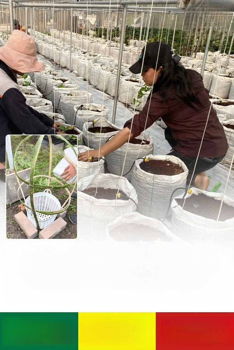 【สวรรค์แห่งการเพาะปลูก】ถุงปลูกต้นกล้าที่ย่อยสลายได้