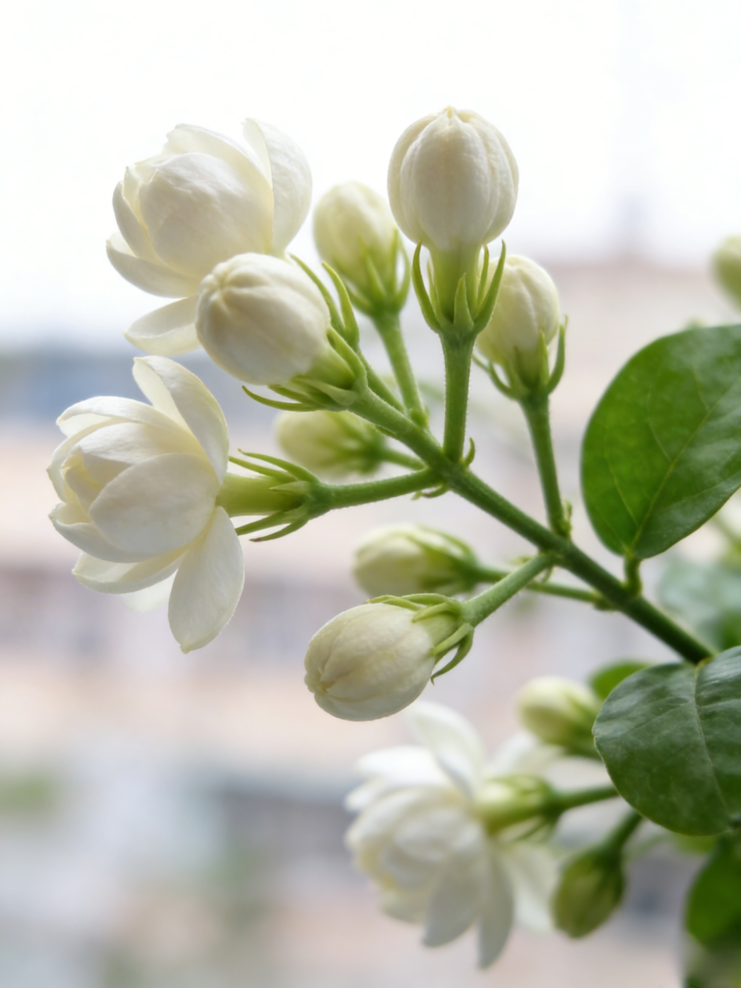 【Perfume of the Garden】Four Seasons Blooming Double-petaled Jasmine Seeds