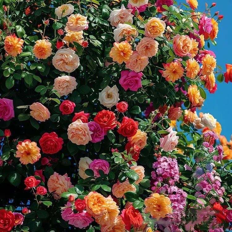 LAST DAY 50% OFF🌹Climbing Vine Rose Flower Seeds
