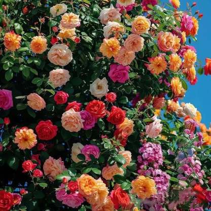 LAST DAY 49% OFF🌹Climbing Vine Rose Flower Seeds