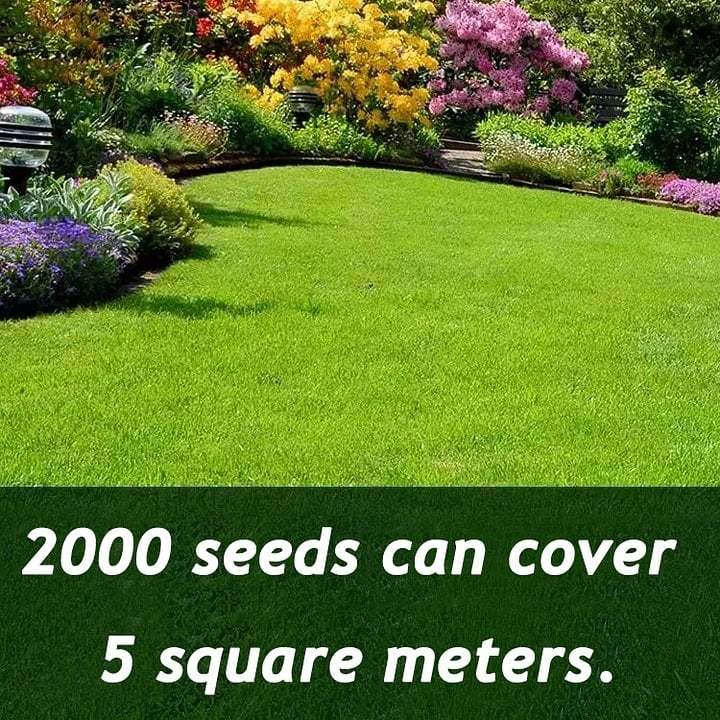 🔥⏰Last Day 50% OFF - 🌱 Evergreen dwarf grass seed for four seasons🌾 | Create your perfect lawn here🌼