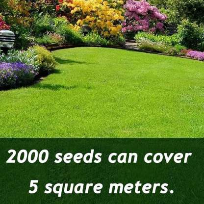 🔥⏰Last Day 50% OFF - 🌱 Evergreen dwarf grass seed for four seasons🌾 | Create your perfect lawn here🌼
