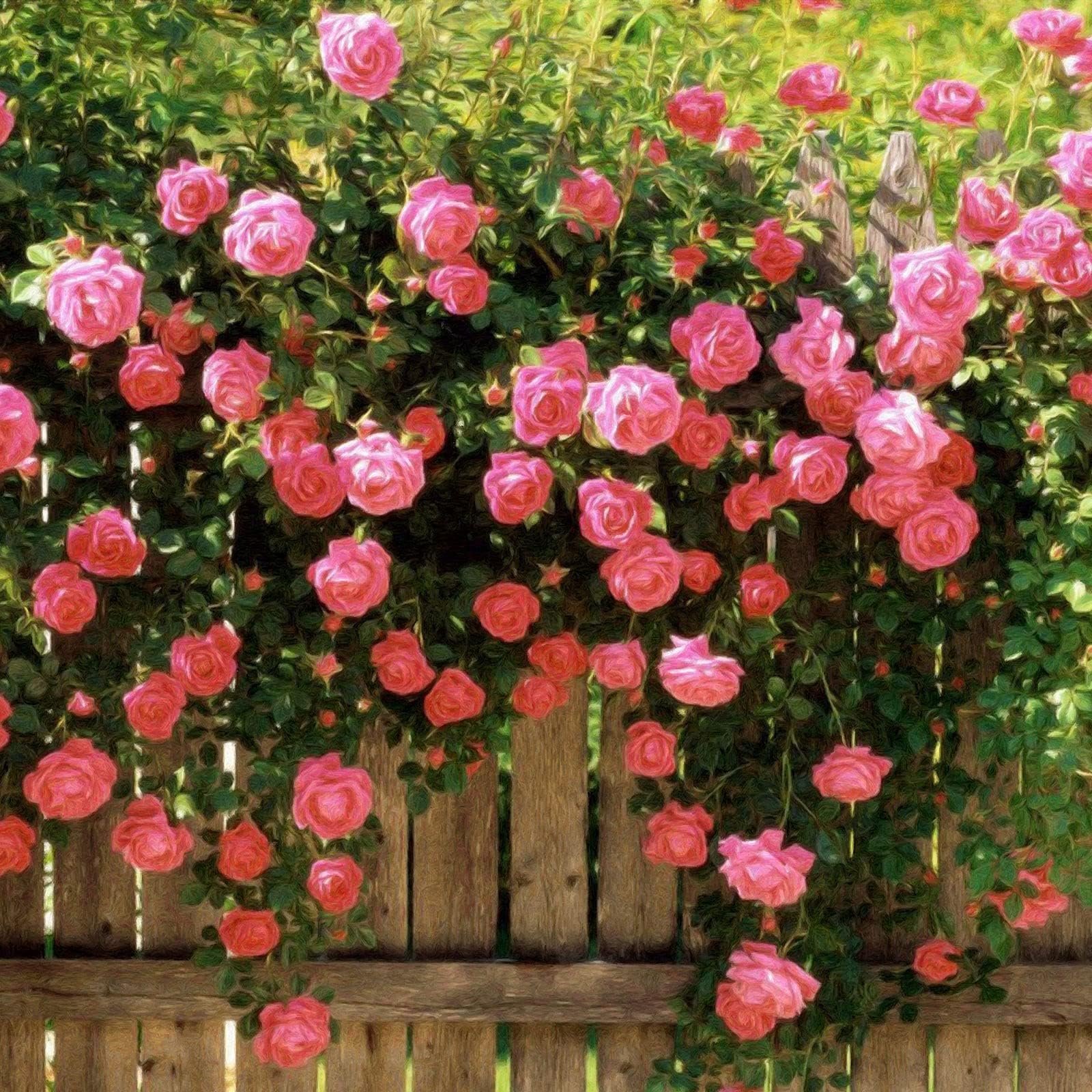 LAST DAY 49% OFF🌹Climbing Vine Rose Flower Seeds