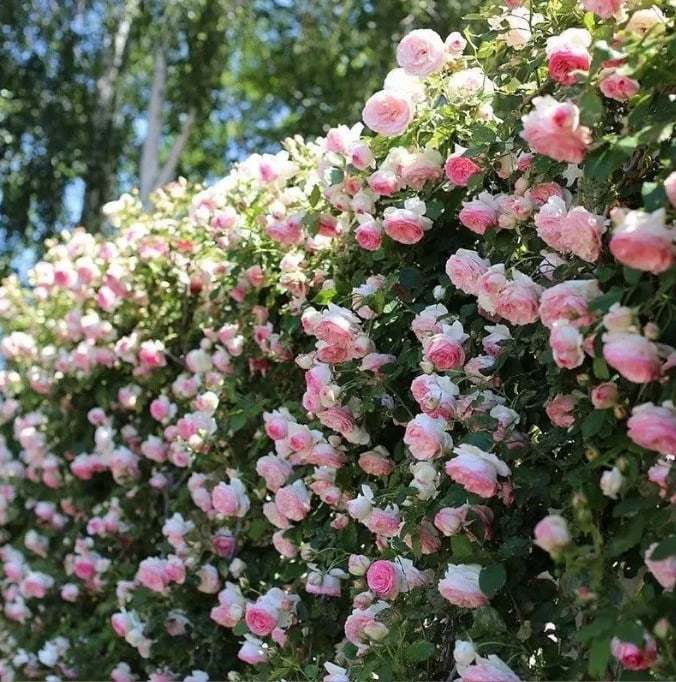 LAST DAY 49% OFF🌹Climbing Vine Rose Flower Seeds