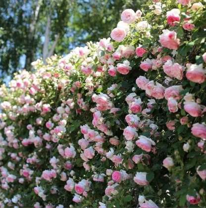LAST DAY 49% OFF🌹Climbing Vine Rose Flower Seeds