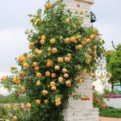 LAST DAY 49% OFF🌹Climbing Vine Rose Flower Seeds
