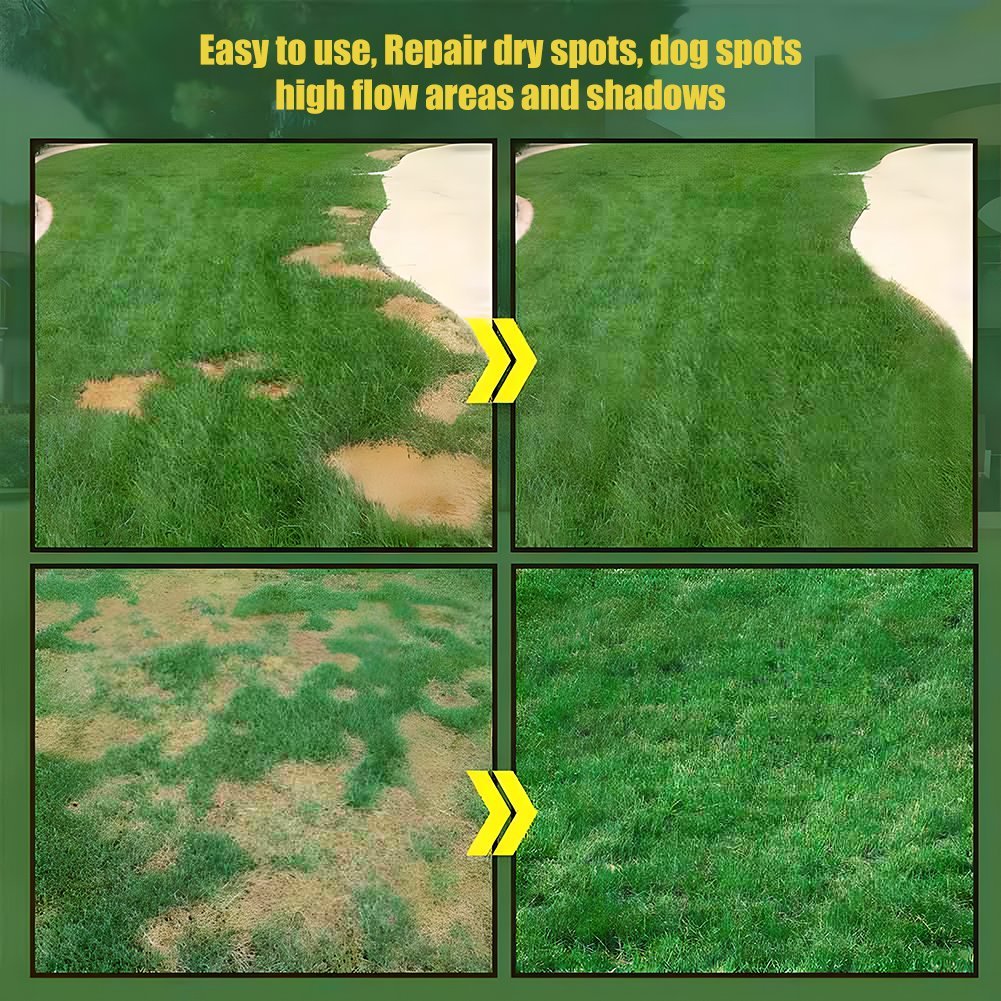 🔥⏰Last Day 50% OFF - 🌱 Evergreen dwarf grass seed for four seasons🌾 | Create your perfect lawn here🌼