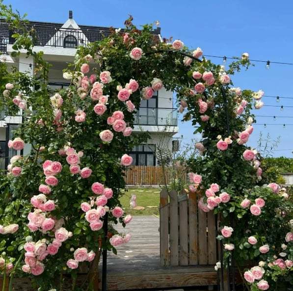 LAST DAY 49% OFF🌹Climbing Vine Rose Flower Seeds