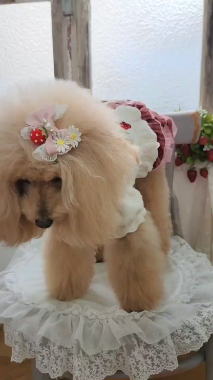 1176 いちご刺繍ハーフボレロ　