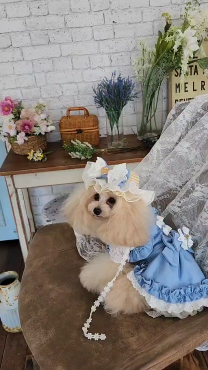 LH-016ﾃﾞﾆﾑﾊﾞﾚｯﾀ付麦わら帽子