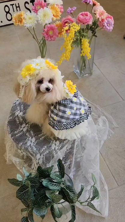 1154 ﾌﾗﾜｰｷﾞﾝｶﾞﾑﾜﾝﾋﾟｰｽ ﾌﾞﾗｯｸ