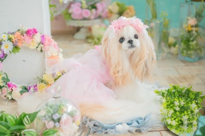 春のガーベラヘッドドレス 