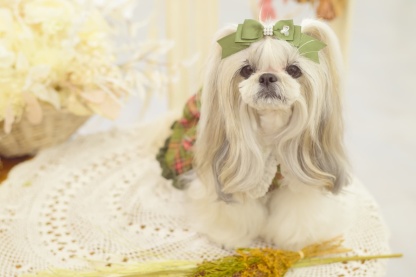 秋限定色【角度一定スタンド式】きゃんナナ姫リボンバレッタ