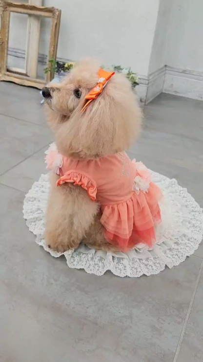 1183チュールバレリーナワンピース