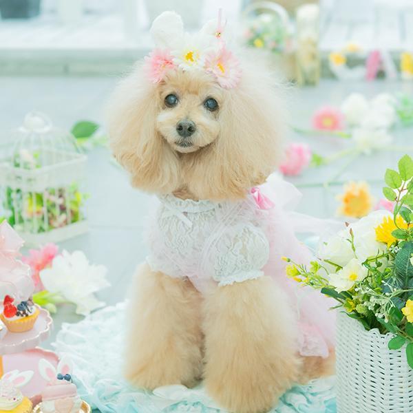 【WEB限定】レース切替インナーカットソー