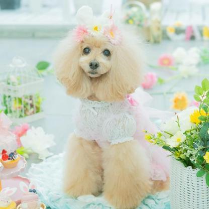 【WEB限定】レース切替インナーカットソー