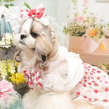 【WEB限定】レース切替インナーカットソー