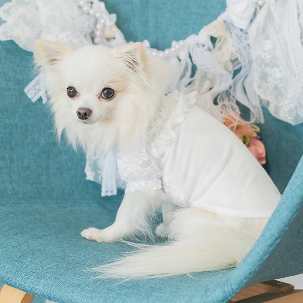 【WEB限定】レース切替インナーカットソー