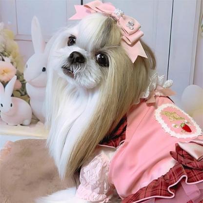 【WEB限定】レース切替インナーカットソー