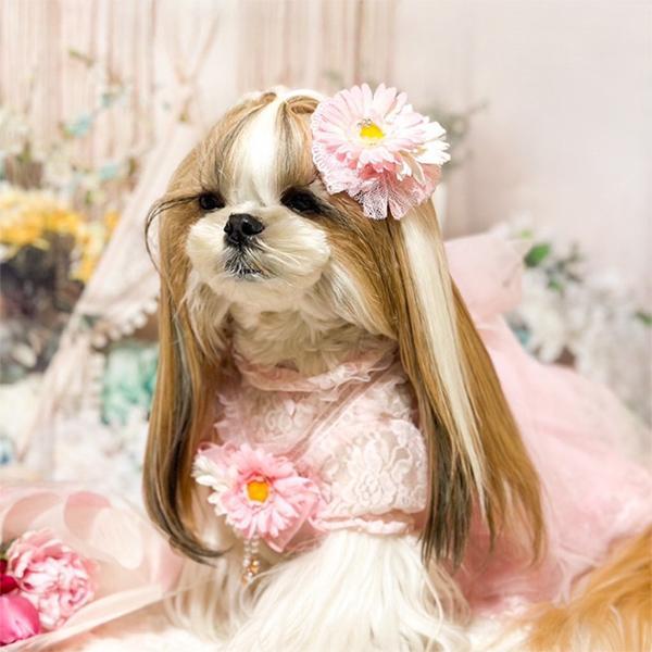 【WEB限定】レース切替インナーカットソー