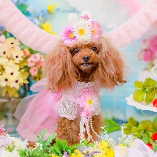 【WEB限定】レース切替インナーカットソー