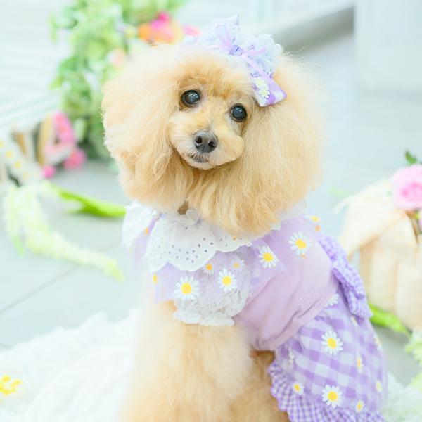 【WEB限定】レース切替インナーカットソー