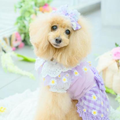 【WEB限定】レース切替インナーカットソー