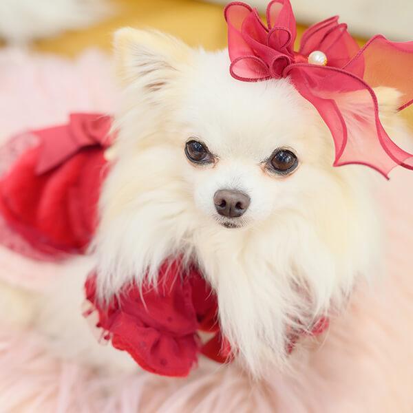 オーガンジーフリルバレッタリボン