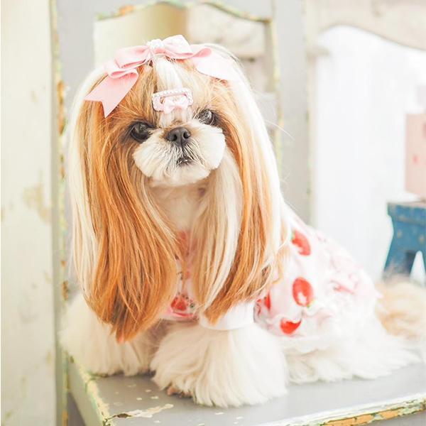 コーム型ストーン付きワンパッチン