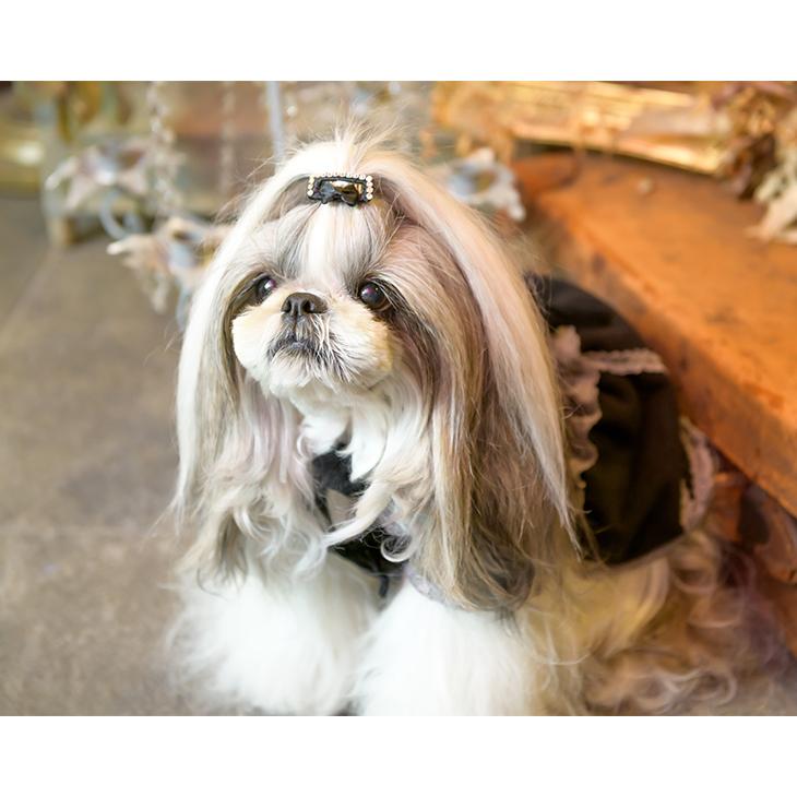 コーム型ストーン付きワンパッチン