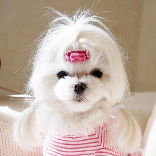 コーム型ストーン付きワンパッチン