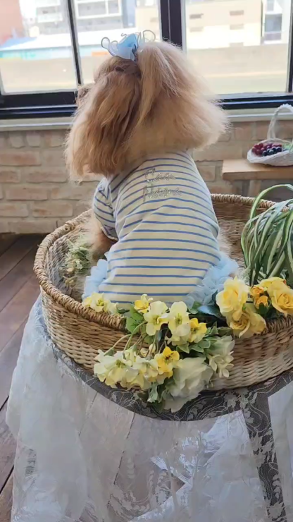 LB-337 ｵｰｶﾞﾝｼﾞｰ＆ｵｰﾌﾟﾝﾊｰﾄﾊﾞﾚｯﾀ