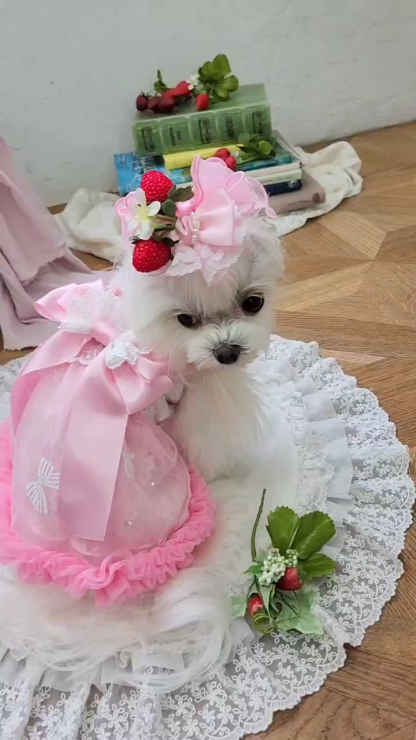 LB-330 フレッシュストロベリーバレッタリボン