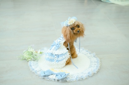 アリス エプロンワンピース（ブルー）