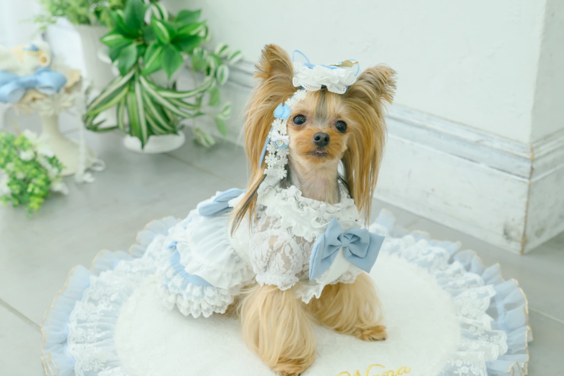 アリス ロングバレッタ