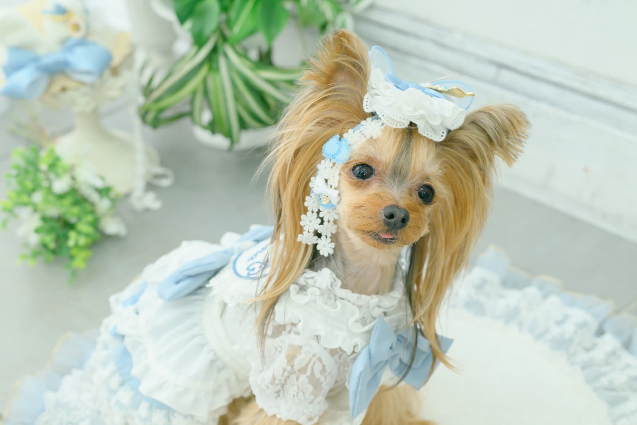 アリス ロングバレッタ