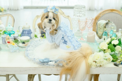 アリス ストライプシャツ ブルー